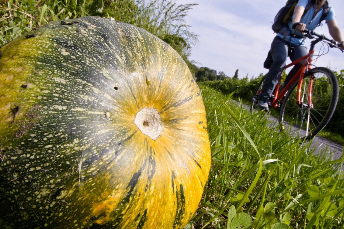 Bike Riding Stage 06 Mur Cycle Path Graz - Leibnitz - Touren-Impression #1 | © (c) Steiermark Tourismus/Gerhard Eisenschink