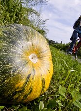 Kürbisse sind unsere Wegbegleiter | © (c) Steiermark Tourismus/Gerhard Eisenschink | Gerhard Eisenschink | © (c) Steiermark Tourismus/Gerhard Eisenschink