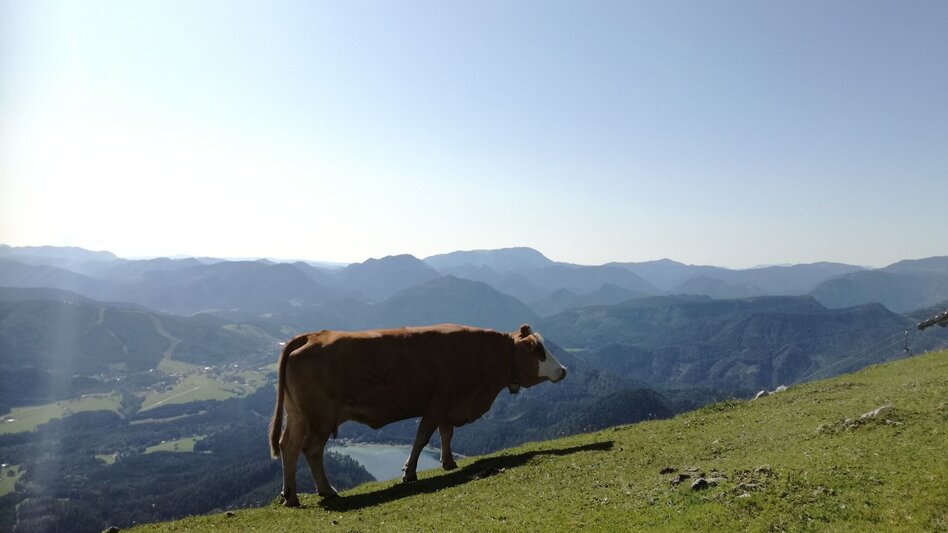 Hiking route Gemeindealpe - Touren-Impression #2.4 | © TV Hochsteiermark