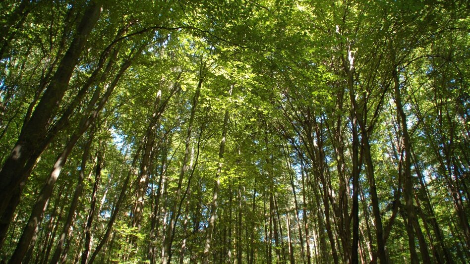 Hiking route panorama path, St. Ruprecht/Raab - Touren-Impression #2.3 | © (c) Günther Steininger