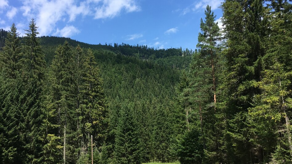 Regional hiking trail Round hike through "Schwarzwalstern" - Touren-Impression #2.1 | © TV Hochsteiermark