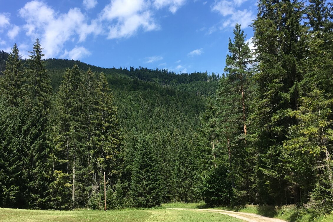 Regional hiking trail Round hike through "Schwarzwalstern" - Touren-Impression #1 | © TV Hochsteiermark