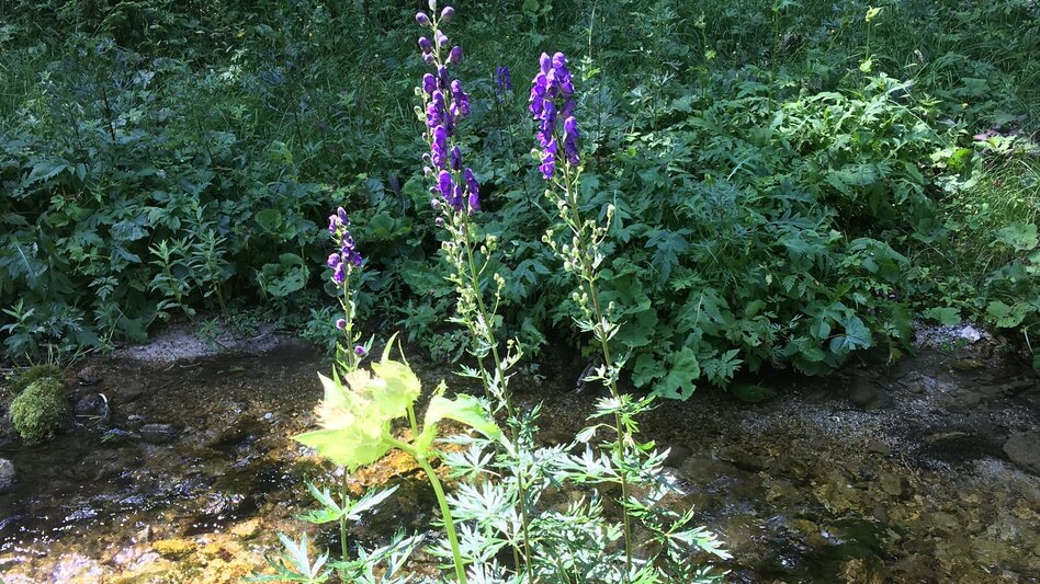 Regional hiking trail Round hike through "Schwarzwalstern" - Touren-Impression #2.2 | © TV Hochsteiermark