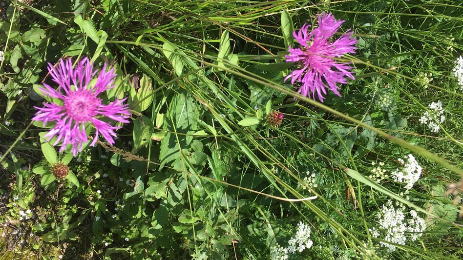 Regional hiking trail Round hike through "Schwarzwalstern" - Touren-Impression #2.4 | © TV Hochsteiermark