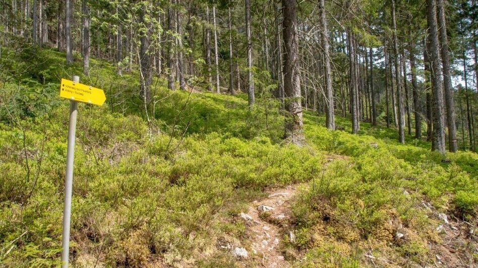 Wanderung Ardninger Höhenweg nach Frauenberg - Touren-Impression #2.6 | © TV Gesäuse