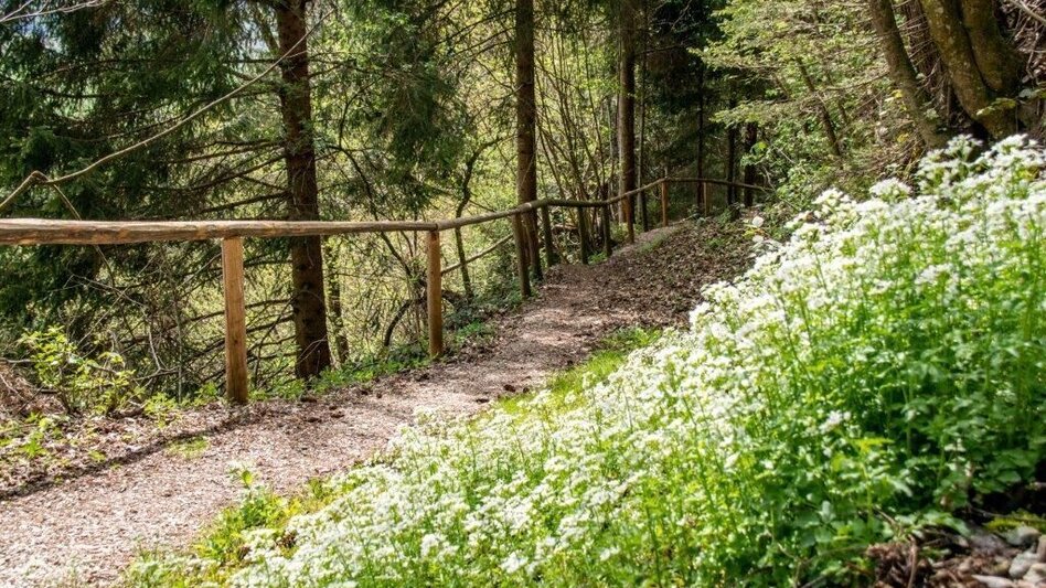 Wanderung Ardninger Höhenweg nach Frauenberg - Touren-Impression #2.7 | © TV Gesäuse