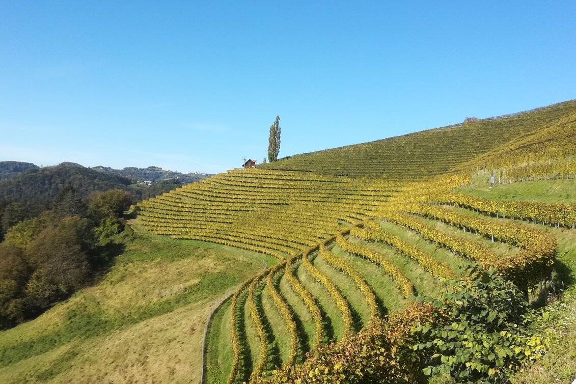 Wanderung Heimschuher-Runde Nord Nr. 4  - Touren-Impression #1 | © TV Südsteiermark