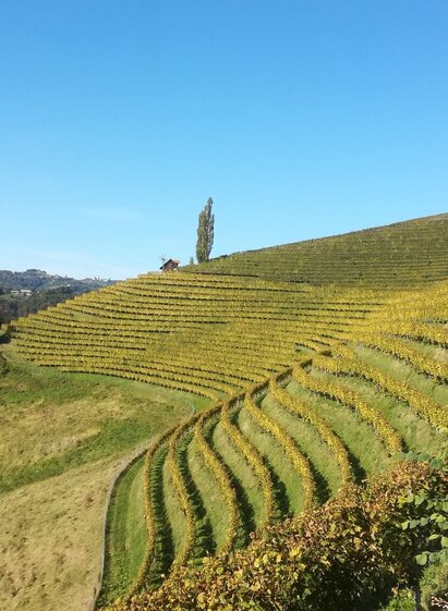 Blick auf die Weingärten der FS Silberberg / Weinlehrpfad | © TV Südsteiermark | FS Silberberg | © TV Südsteiermark