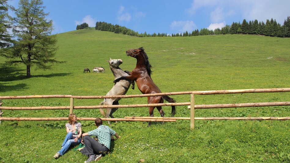 Wanderung Almhausweg - Touren-Impression #2.5 | © Region Graz