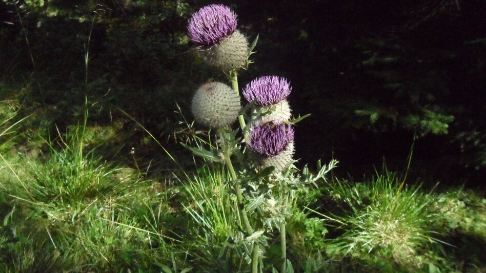 Wanderung Almhausweg - Touren-Impression #2.7 | © Region Graz