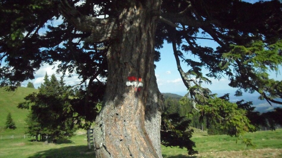 Wanderung Almhausweg - Touren-Impression #2.8 | © Region Graz