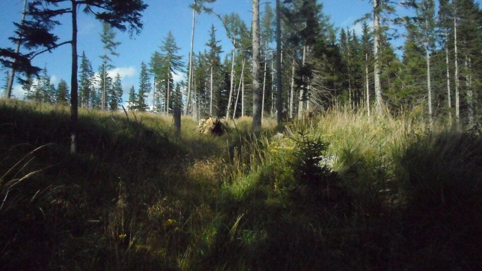 Wanderung Almhausweg - Touren-Impression #2.11 | © Region Graz