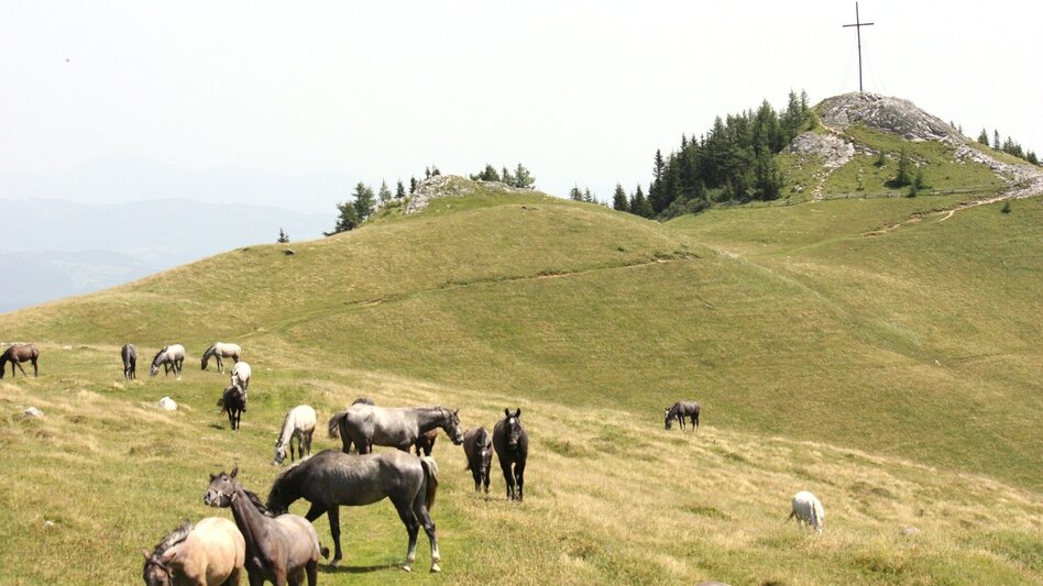 Wanderung Almhausweg - Touren-Impression #2.15 | © Region Graz