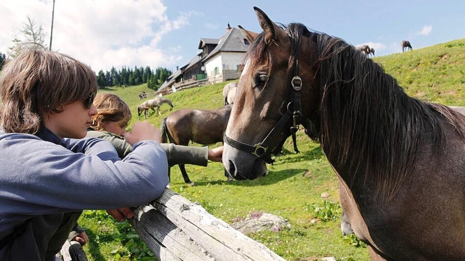 Wanderung Almhausweg - Touren-Impression #2.18 | © TV Lipizzanerheimat
