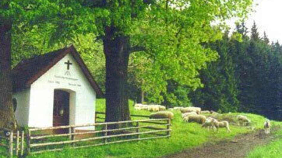 Mountainbike Tollinghöhe MTB LN 7 - Touren-Impression #2.5 | © TV Hochsteiermark