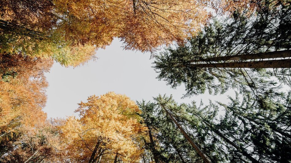 Bergtour Hocherb/ Mühlbach - Ennstalerhütte - Touren-Impression #2.2 | © TV Gesäuse