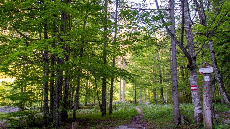 Bergtour Hocherb/ Mühlbach - Ennstalerhütte - Touren-Impression #2.12 | © TV Gesäuse