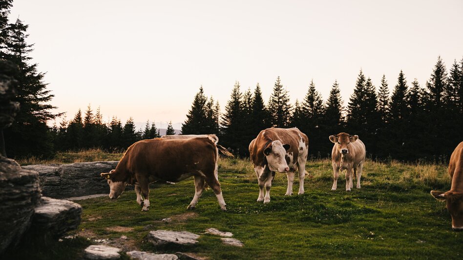Hiking route Teufelsteinrunde, Fischbach - Touren-Impression #2.4