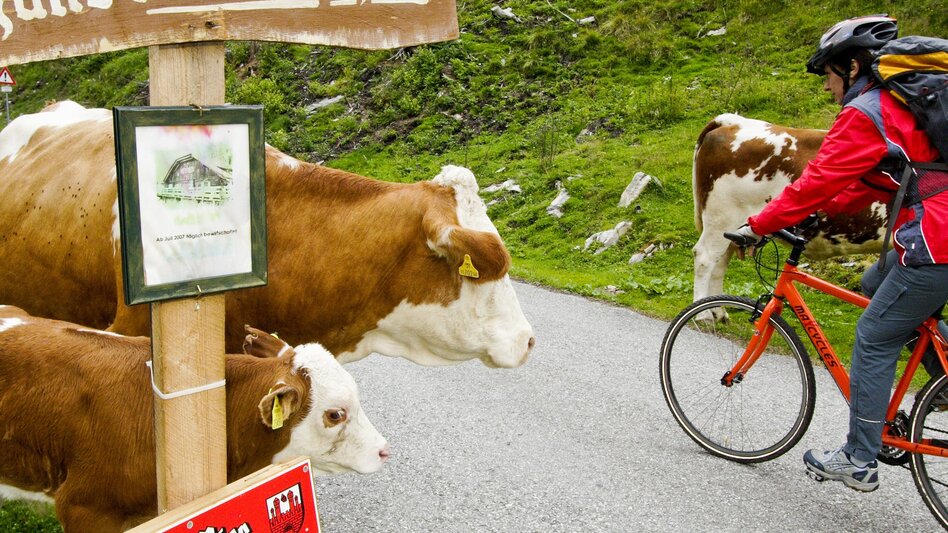 Bike Riding Stage 02 Mur Cycle Path St. Michael im Lungau - Murau - Touren-Impression #2.1 | © (c) Steiermark Tourismus/Gerhard Eisenschink