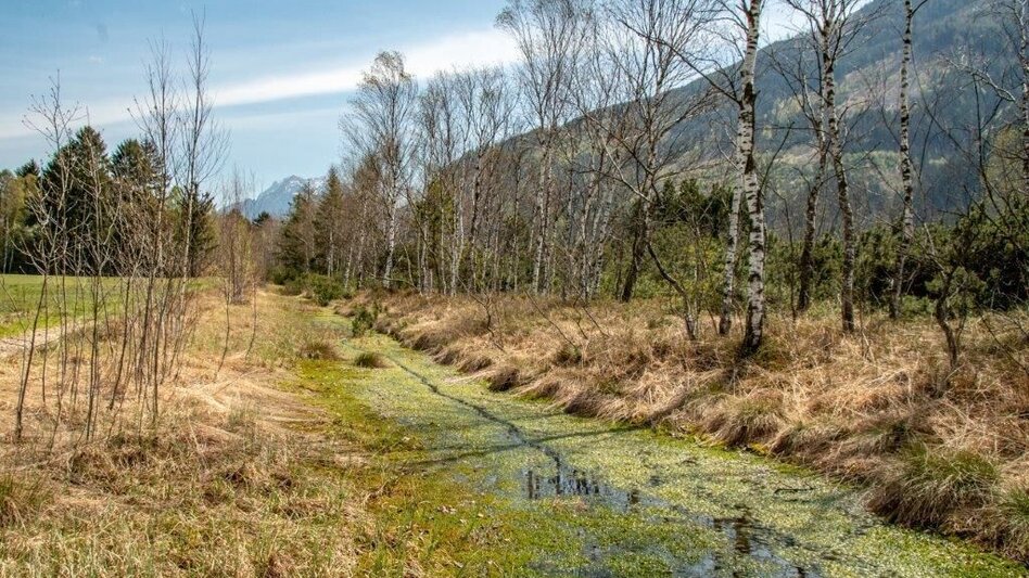 Nordic Walking Pürgschachen Moor Rundweg - Touren-Impression #2.5 | © TV Gesäuse