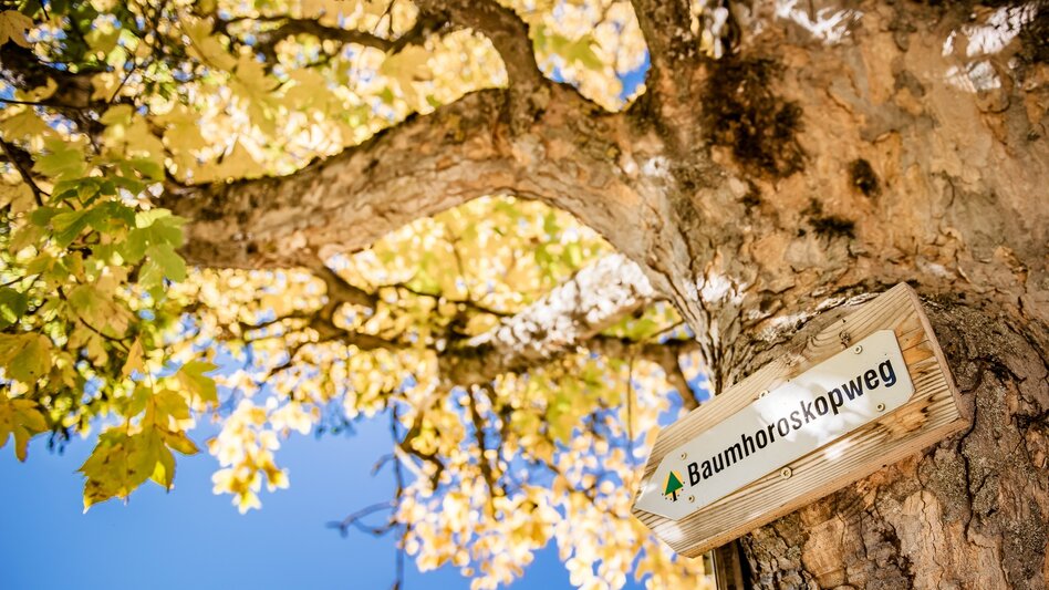 Wanderung Baumhoroskopweg - Familienwanderung - Touren-Impression #2.2 | © Erlebnisregion Schladming-Dachstein