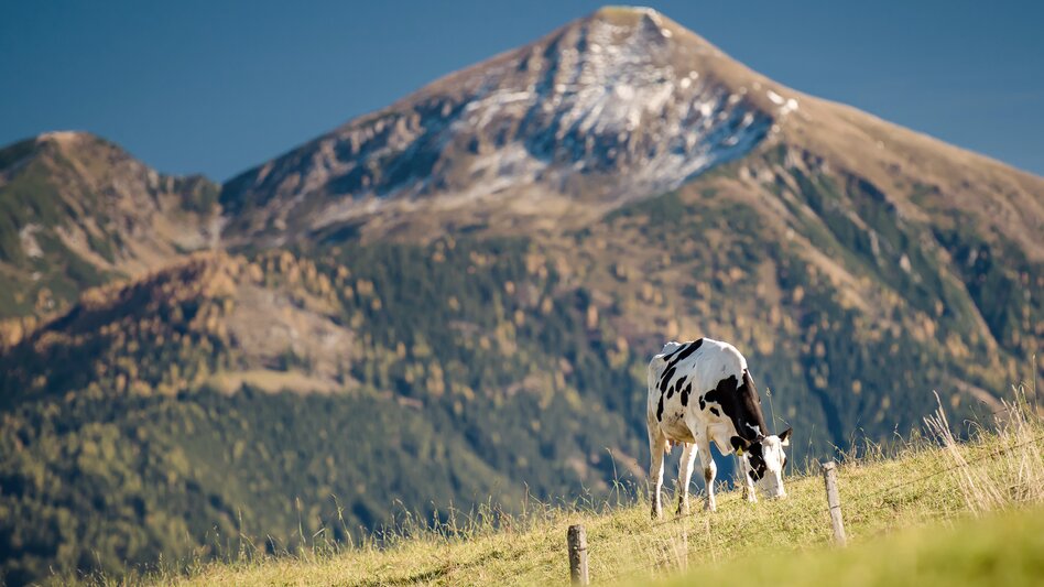 Wanderung Baumhoroskopweg - Familienwanderung - Touren-Impression #2.3 | © Erlebnisregion Schladming-Dachstein