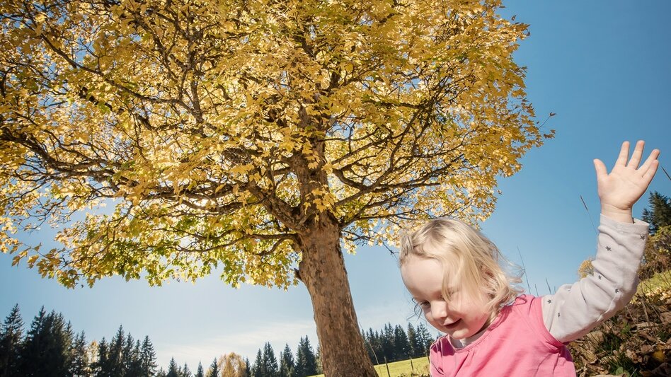 Wanderung Baumhoroskopweg - Familienwanderung - Touren-Impression #2.4 | © Erlebnisregion Schladming-Dachstein