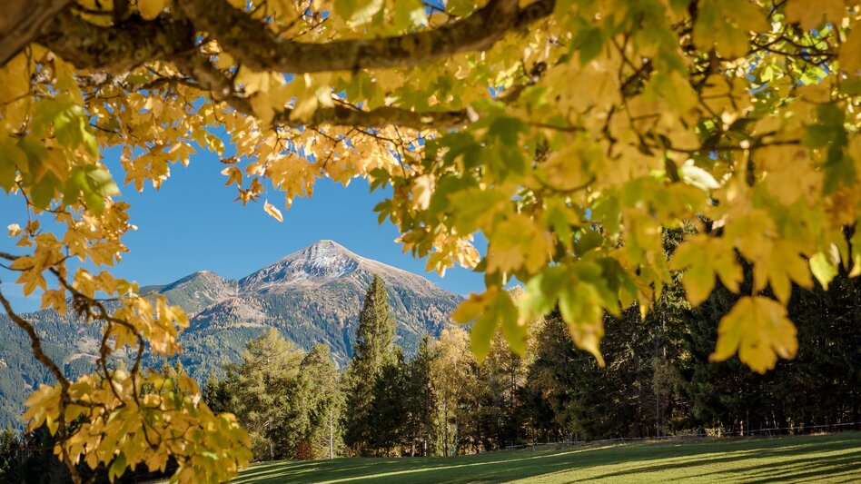 Wanderung Baumhoroskopweg - Familienwanderung - Touren-Impression #2.8 | © Erlebnisregion Schladming-Dachstein