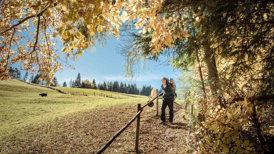 Wanderung Baumhoroskopweg - Familienwanderung - Touren-Impression #2.10 | © Erlebnisregion Schladming-Dachstein