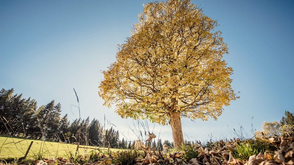 Wanderung Baumhoroskopweg - Familienwanderung - Touren-Impression #2.1 | © Erlebnisregion Schladming-Dachstein