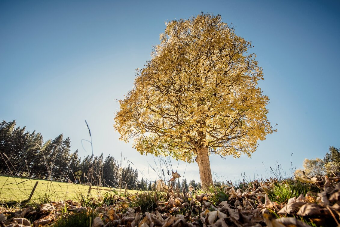Wanderung Baumhoroskopweg - Familienwanderung - Touren-Impression #1 | © Erlebnisregion Schladming-Dachstein