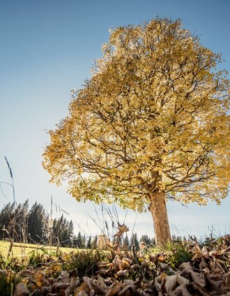 baumhoroskopweg - familienwanderung_img_58021495 | Christoph Huber | © Erlebnisregion Schladming-Dachstein