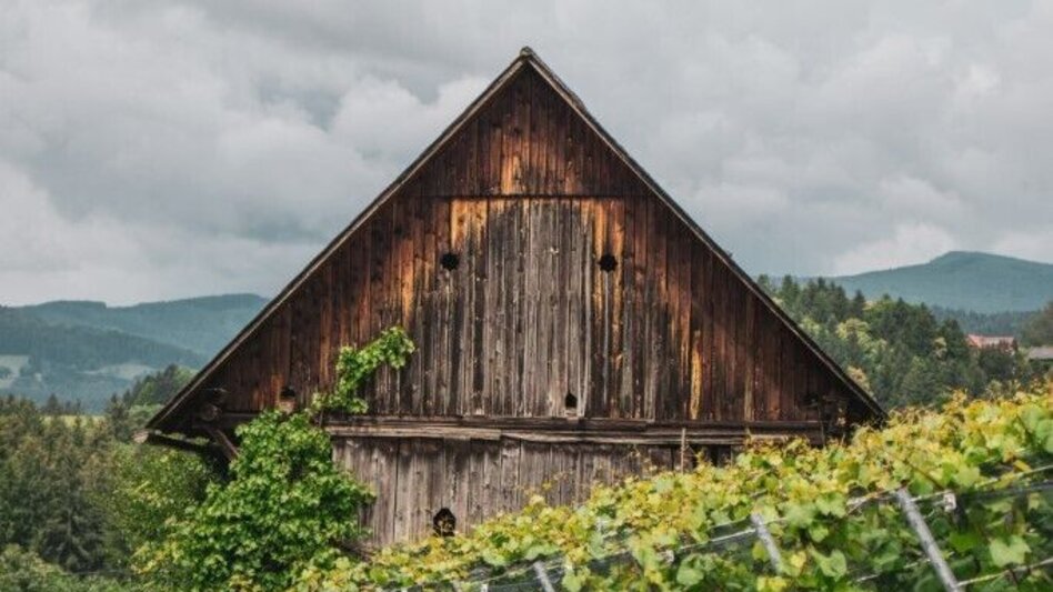 Hiking route Aibler Schilchertour – Tour 36 lt. WK „Von der Alm zum Wein“ - Touren-Impression #2.3 | © TV Südsteiermark/Silvan