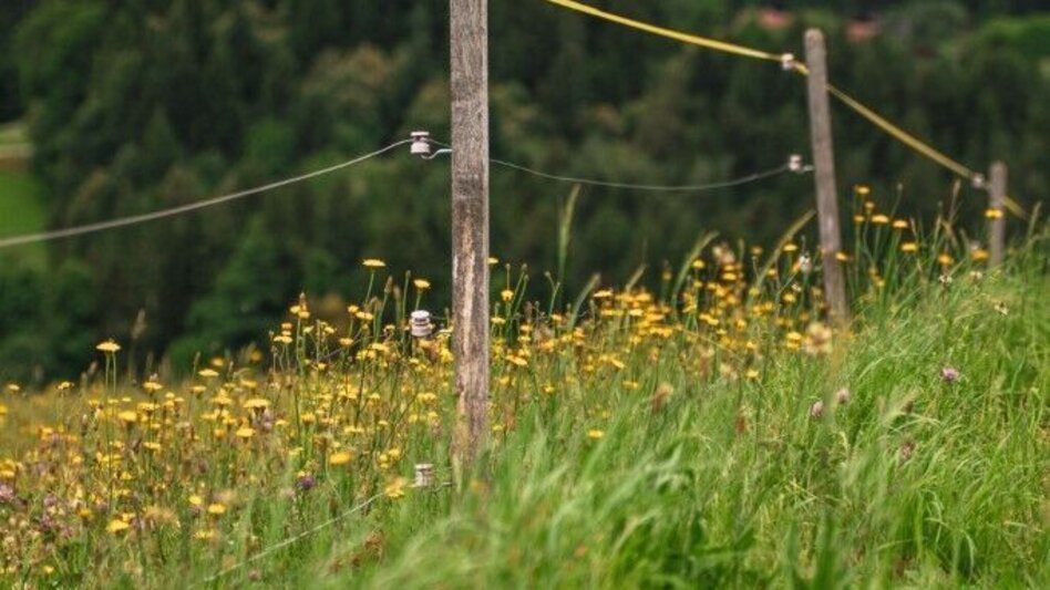 Hiking route Aibler Schilchertour – Tour 36 lt. WK „Von der Alm zum Wein“ - Touren-Impression #2.6 | © TV Südsteiermark/Silvan