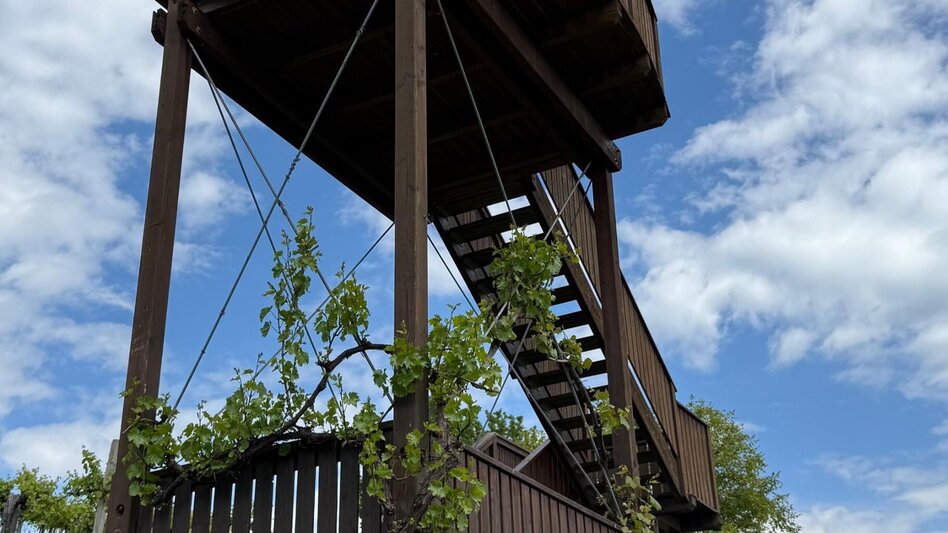 Hiking route Weinbergweg - Vineyard path - Touren-Impression #2.3