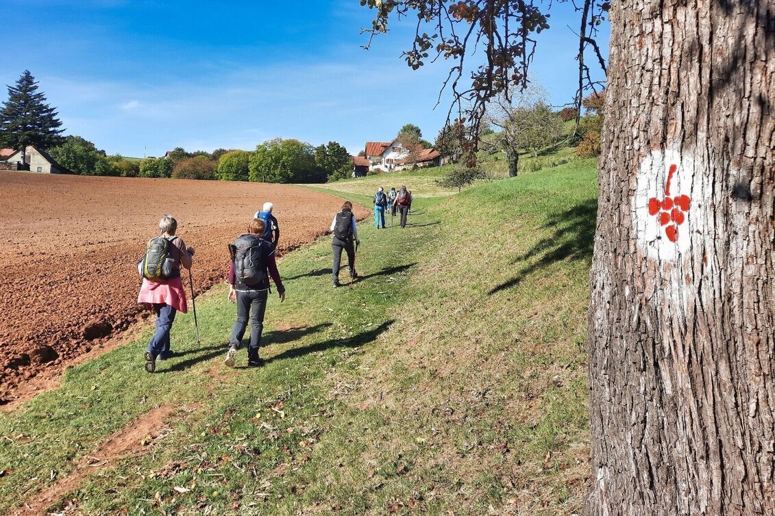 Wanderung Weinweg der Sinne in St. Anna am Aigen - Touren-Impression #1 | © Thermen- & Vulkanland