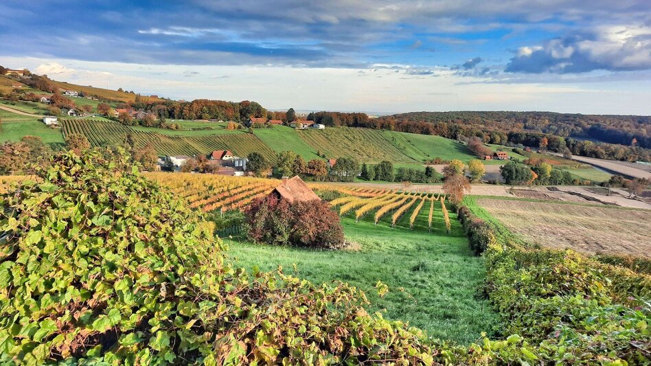 Wanderung Weinweg der Sinne in St. Anna am Aigen - Touren-Impression #2.4 | © Thermen- & Vulkanland