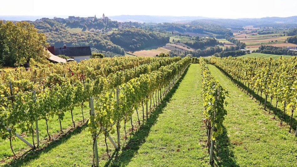 Wanderung Weinweg der Sinne in St. Anna am Aigen - Touren-Impression #2.6 | © Thermen- & Vulkanland