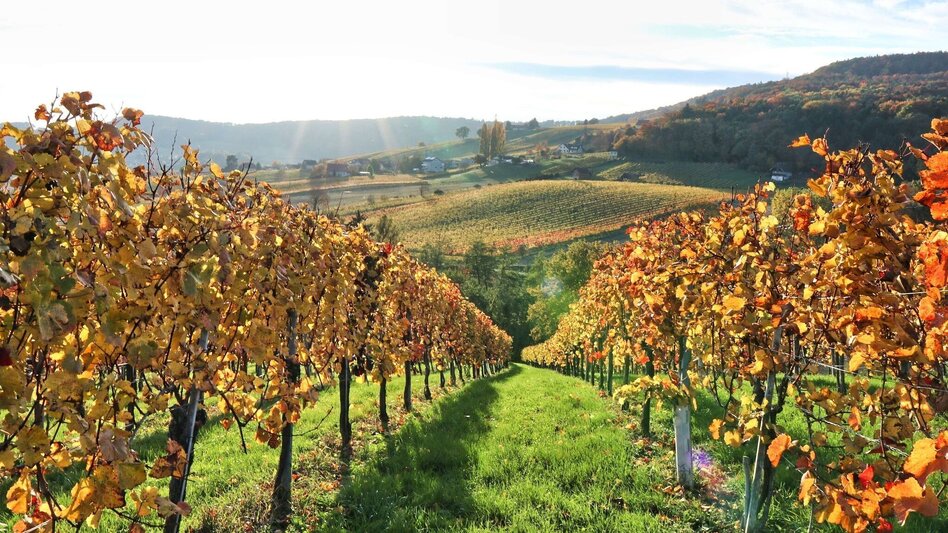 Wanderung Weinweg der Sinne in St. Anna am Aigen - Touren-Impression #2.11 | © Thermen- & Vulkanland