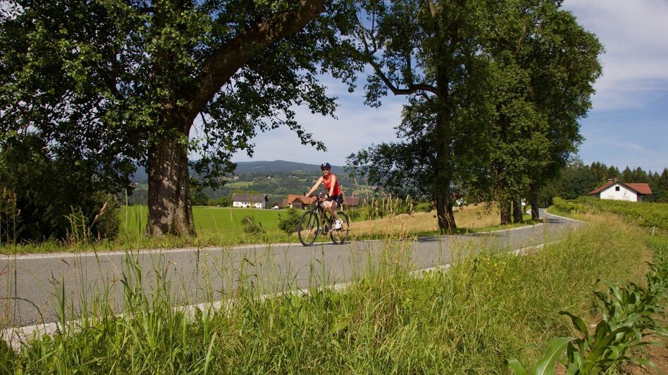 Bike Riding Three Markets Tour - Touren-Impression #2.1 | © Region Graz