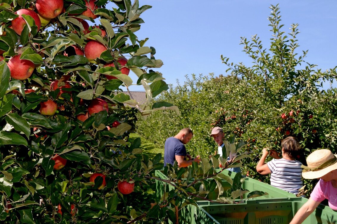 Bike Riding Beetle Bean Tour to the Apple Country - Touren-Impression #1 | © Steiermark Tourismus/Gery Wolf