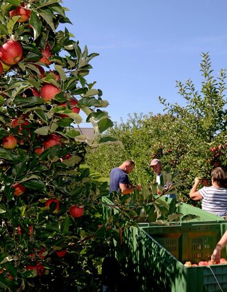 Ernte im Apfelland | Simon Sackl | © Steiermark Tourismus/Gery Wolf