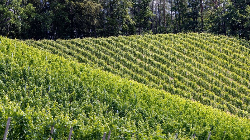 Wanderung Keltenweg lang - Touren-Impression #2.5 | © Region Graz