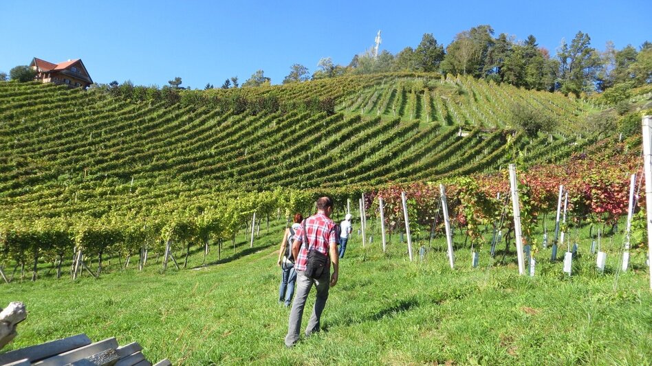 Wanderung Keltenweg lang - Touren-Impression #2.6 | © TV Ligist