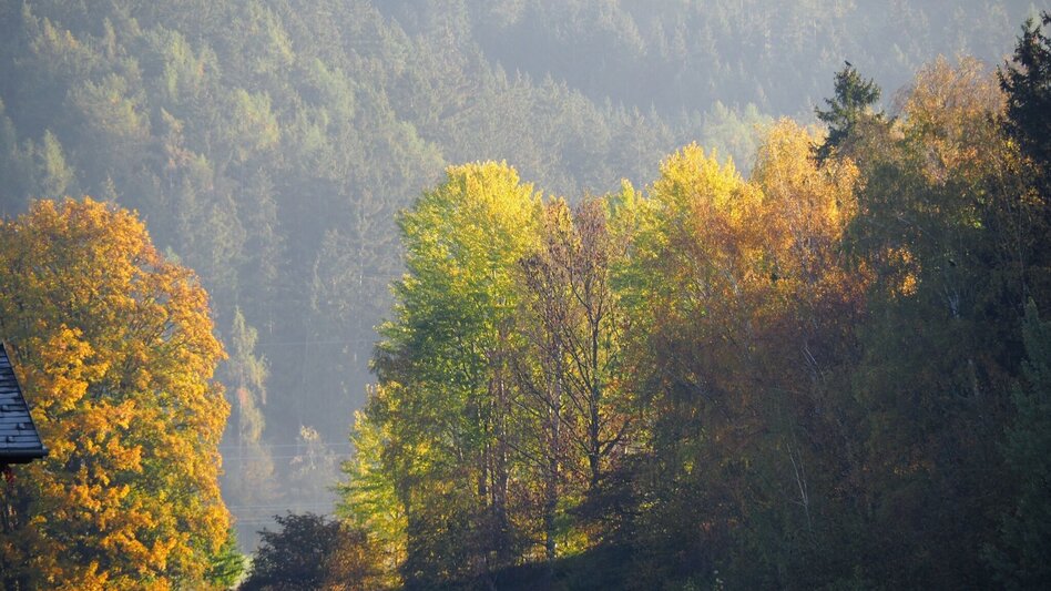 Mountainbike Silbersberg Tour LN10 - Touren-Impression #2.8 | © Tourismusverband ERZBERG LEOBEN