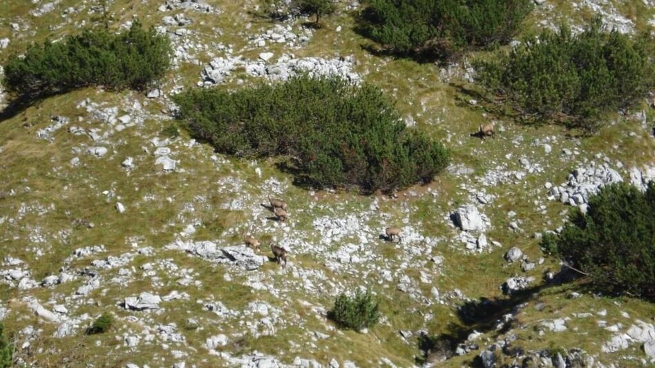 Bergtour Gamssteinrunde - Touren-Impression #2.2 | © Gesäuse - Palfau