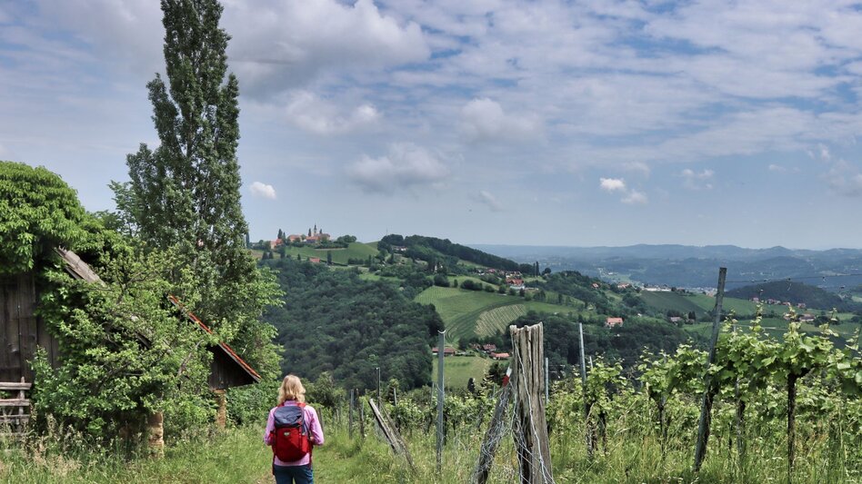 Hiking route Kitzeck-Demmerkogel Round K4 - Touren-Impression #2.6 | © TV Südsteiermark - WEGES