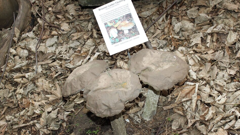 Hiking route Packer Naturerlebnis - Touren-Impression #2.8 | © Region Graz