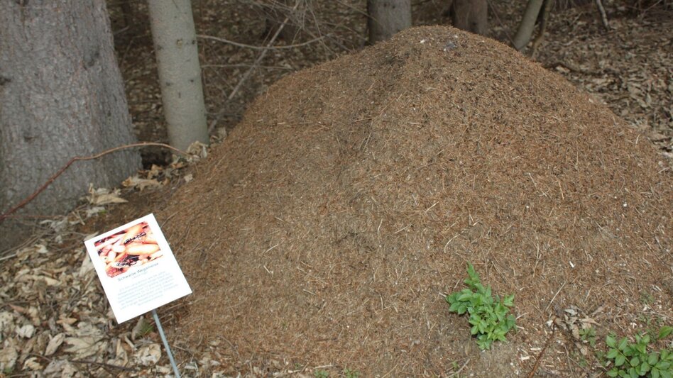 Hiking route Packer Naturerlebnis - Touren-Impression #2.9 | © Region Graz