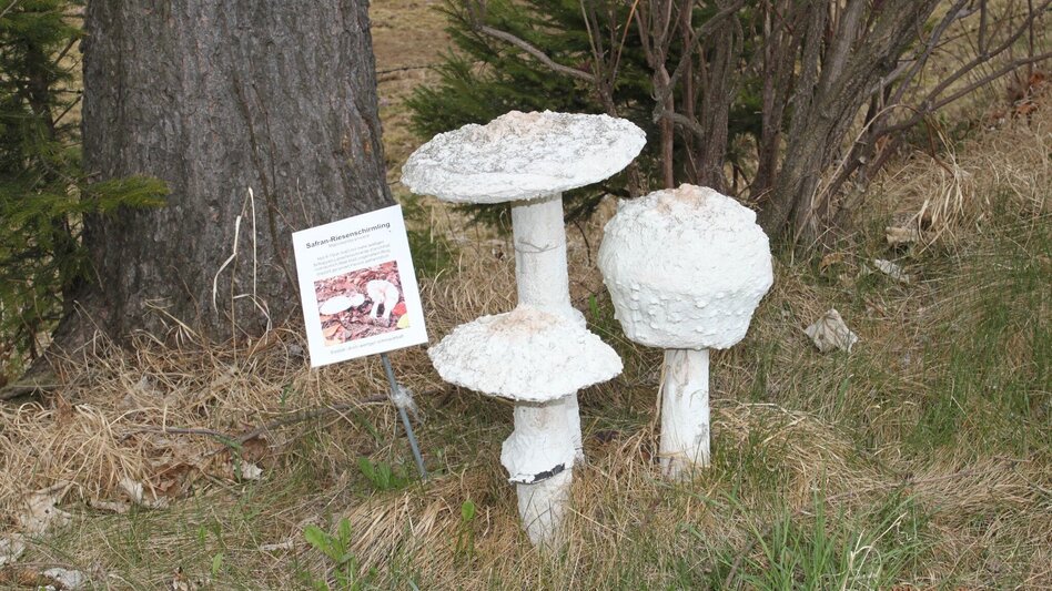 Hiking route Packer Naturerlebnis - Touren-Impression #2.11 | © Region Graz